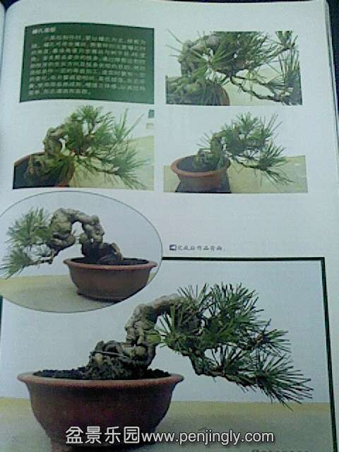 IMG0181A.jpg