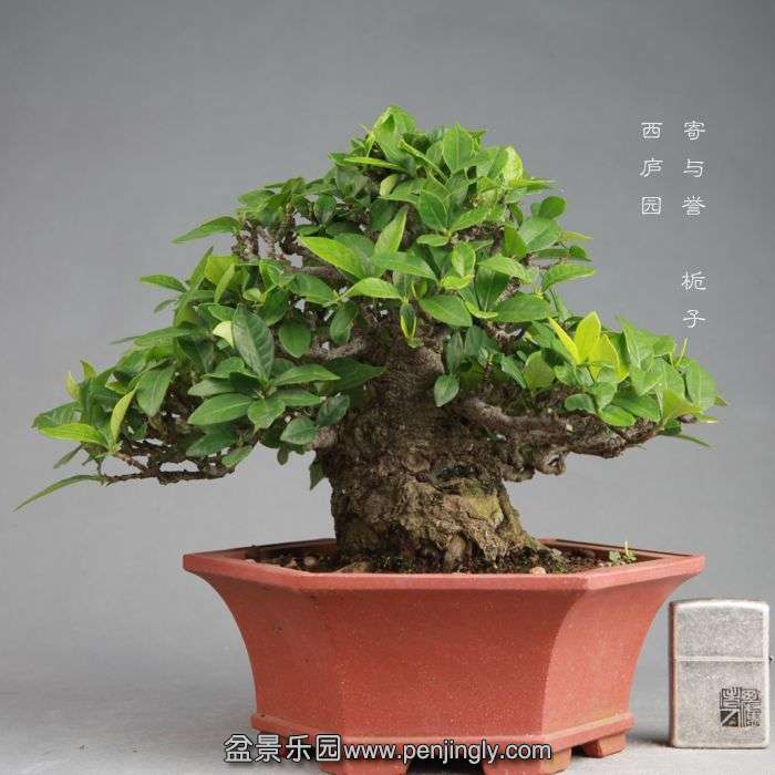 bonsai1408084.jpg