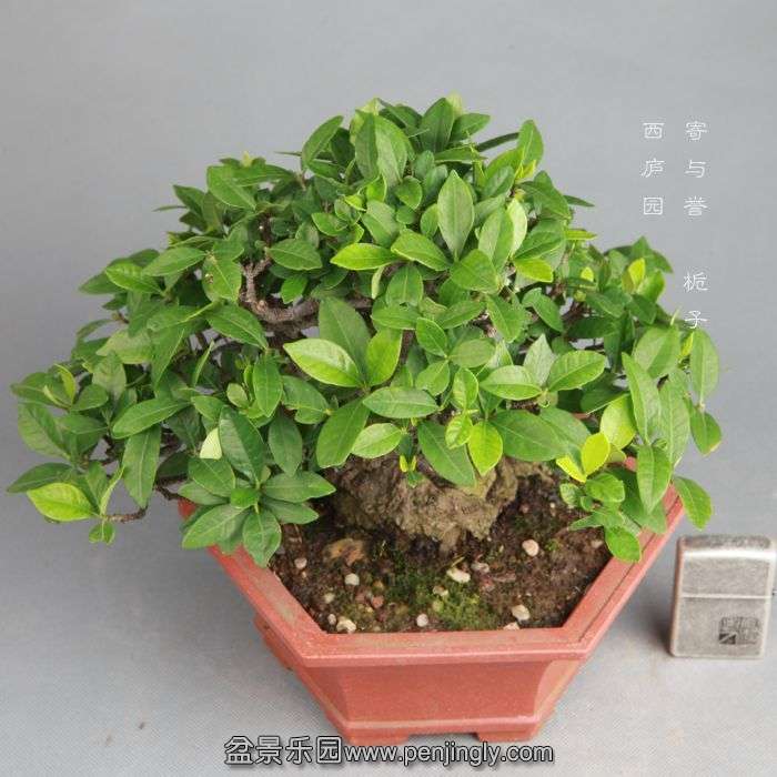 bonsai1408085.jpg