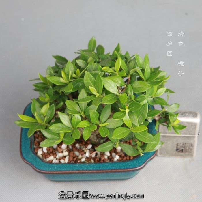 bonsai1408087.jpg