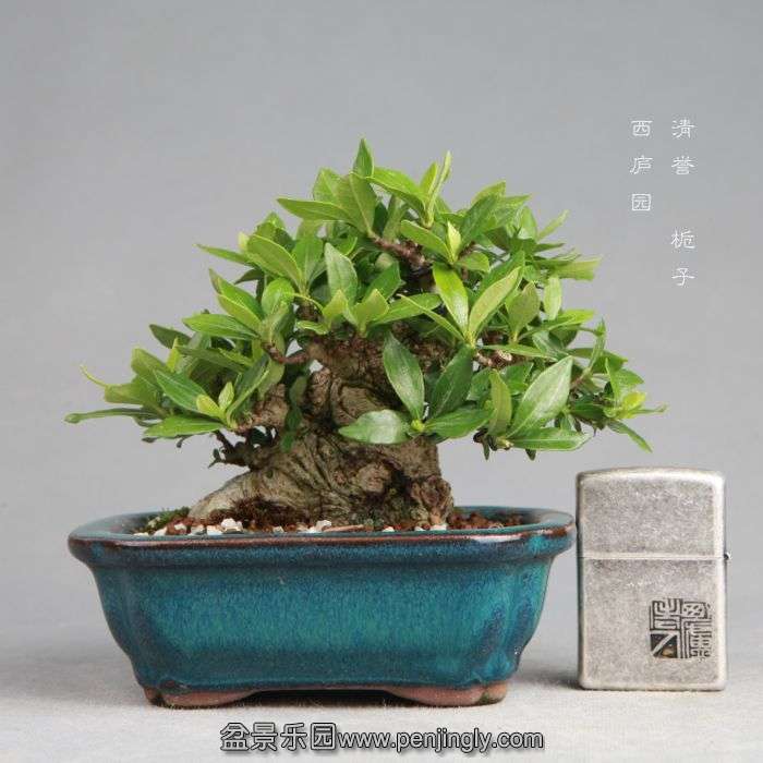 bonsai1408086.jpg