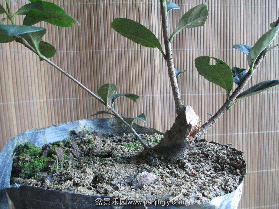 Ƭ 010.jpg