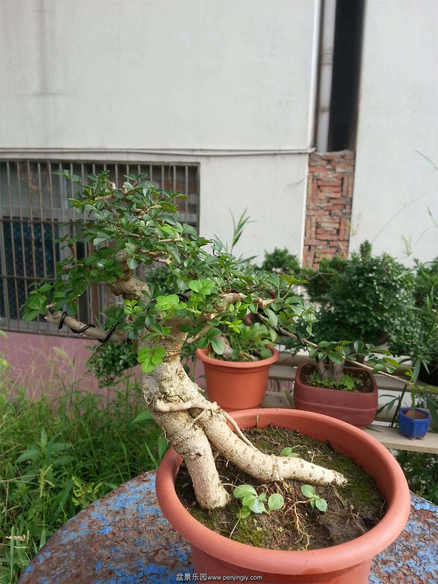 20140816_072009.jpg
