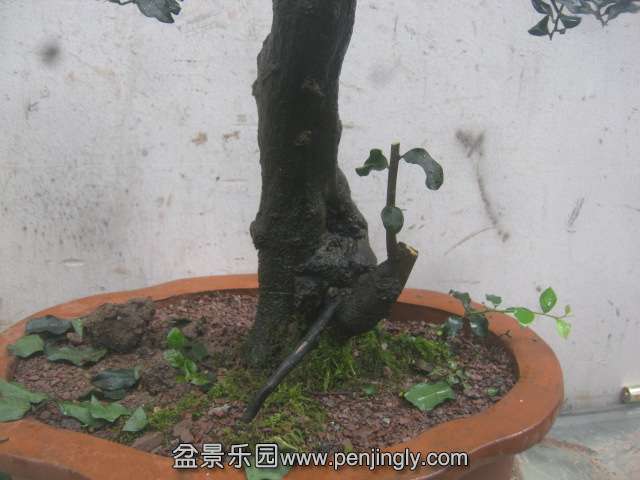IMG_2476.JPG