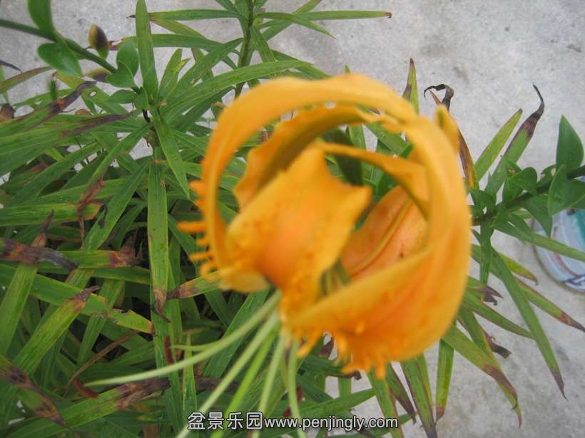 IMG_3675.JPG