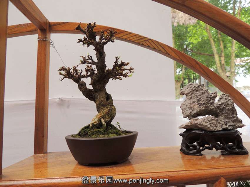 DSCN5701_.jpg