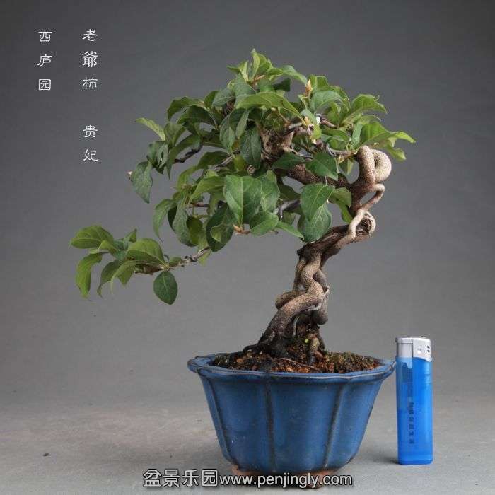 bonsai1408201.jpg