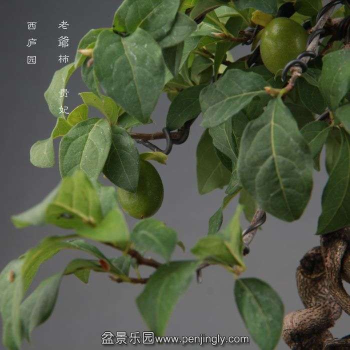 bonsai1408202.jpg