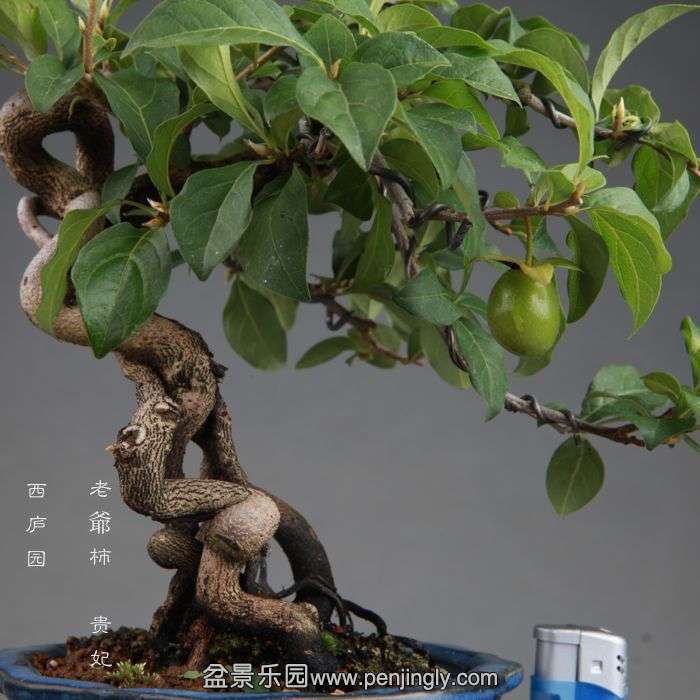 bonsai1408203.jpg