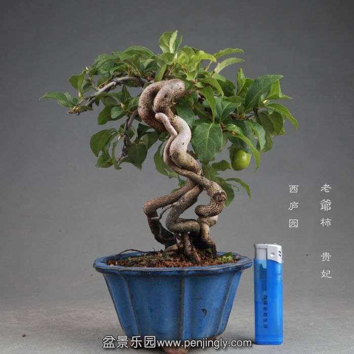 bonsai1408204.jpg