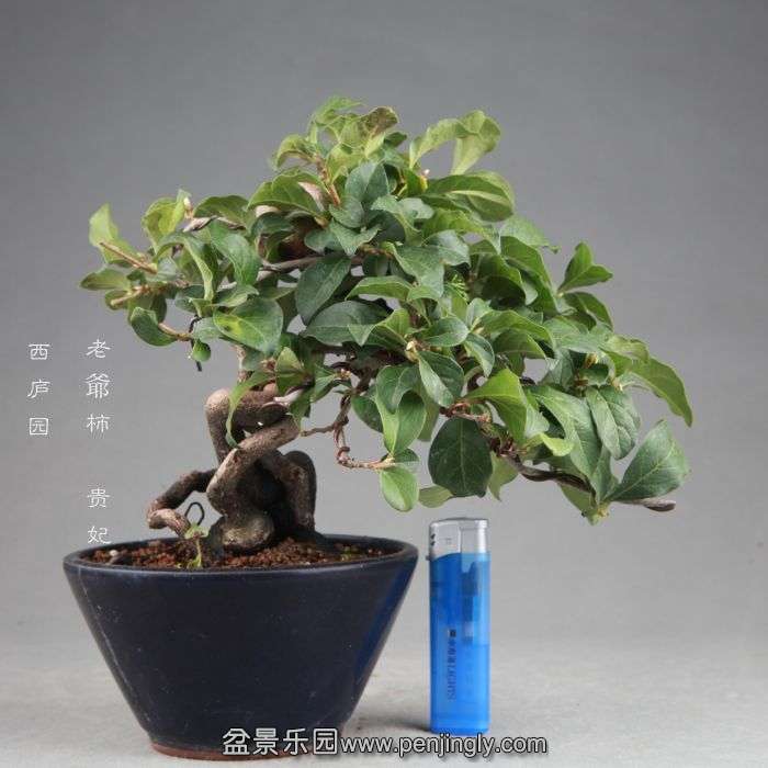 bonsai14082001.jpg