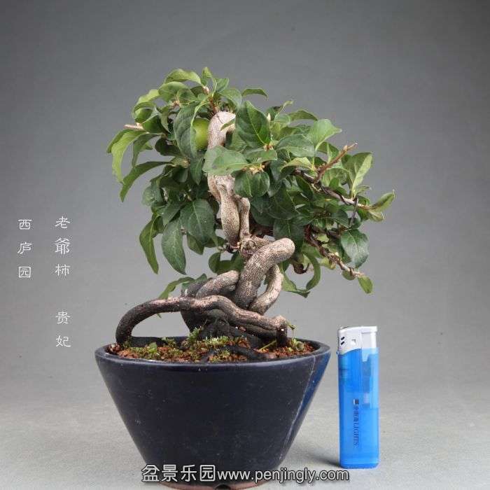 bonsai14082002.jpg