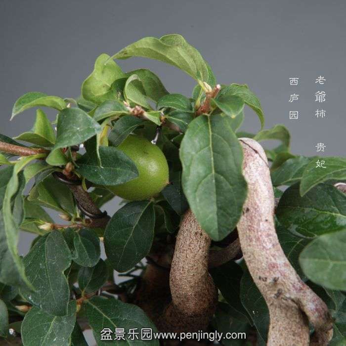 bonsai14082003.jpg