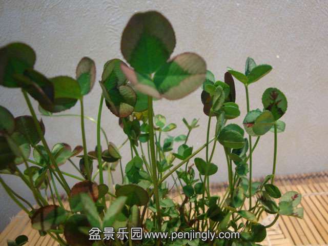 DSC08695.JPG