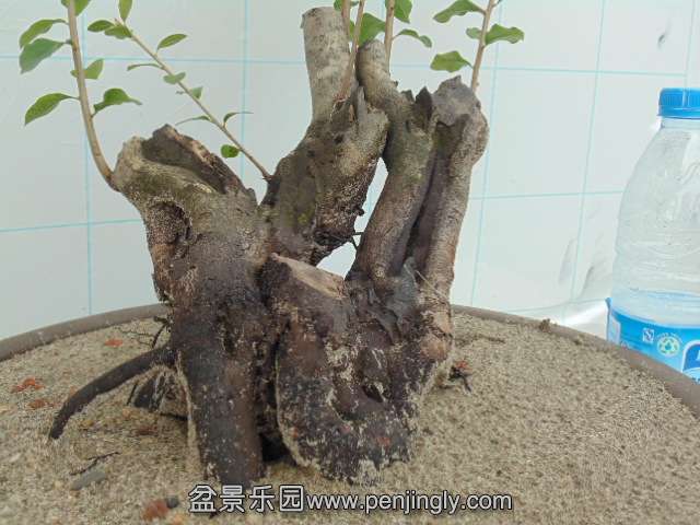 DSC04187.JPG