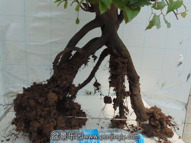 DSC04247.JPG