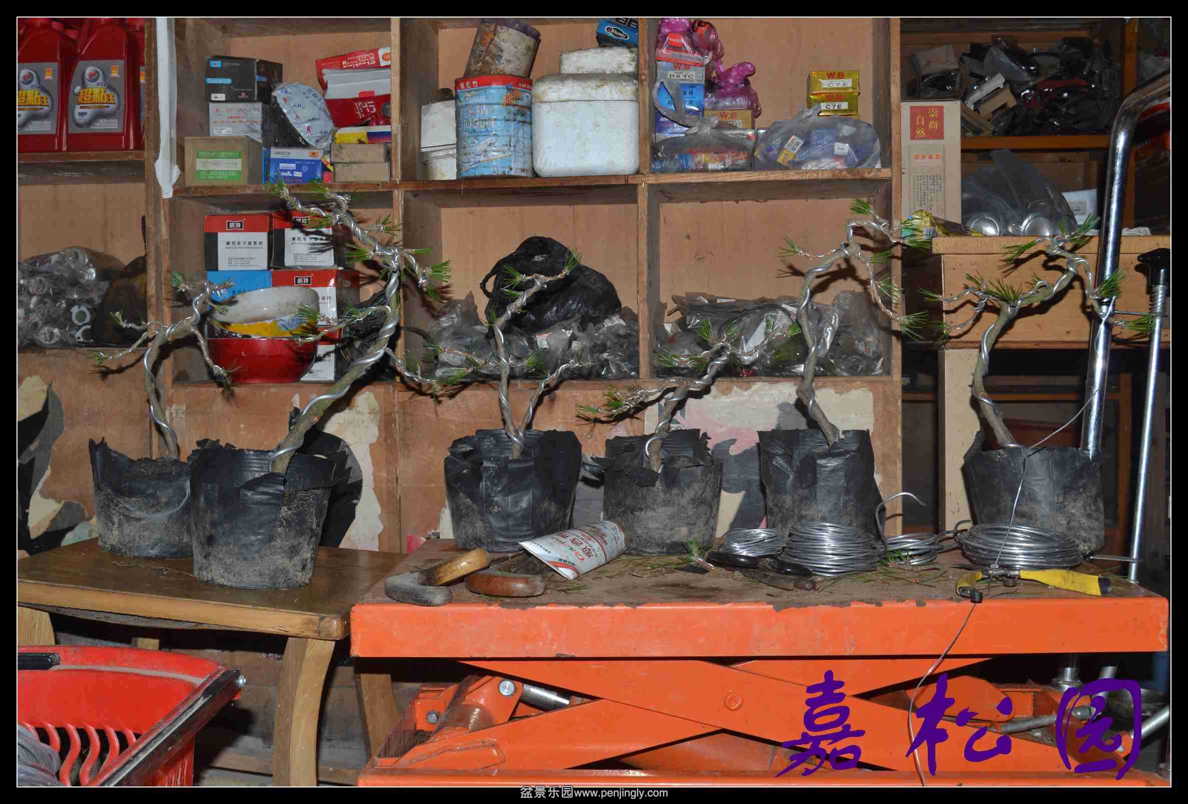 ����С���� 001.JPG