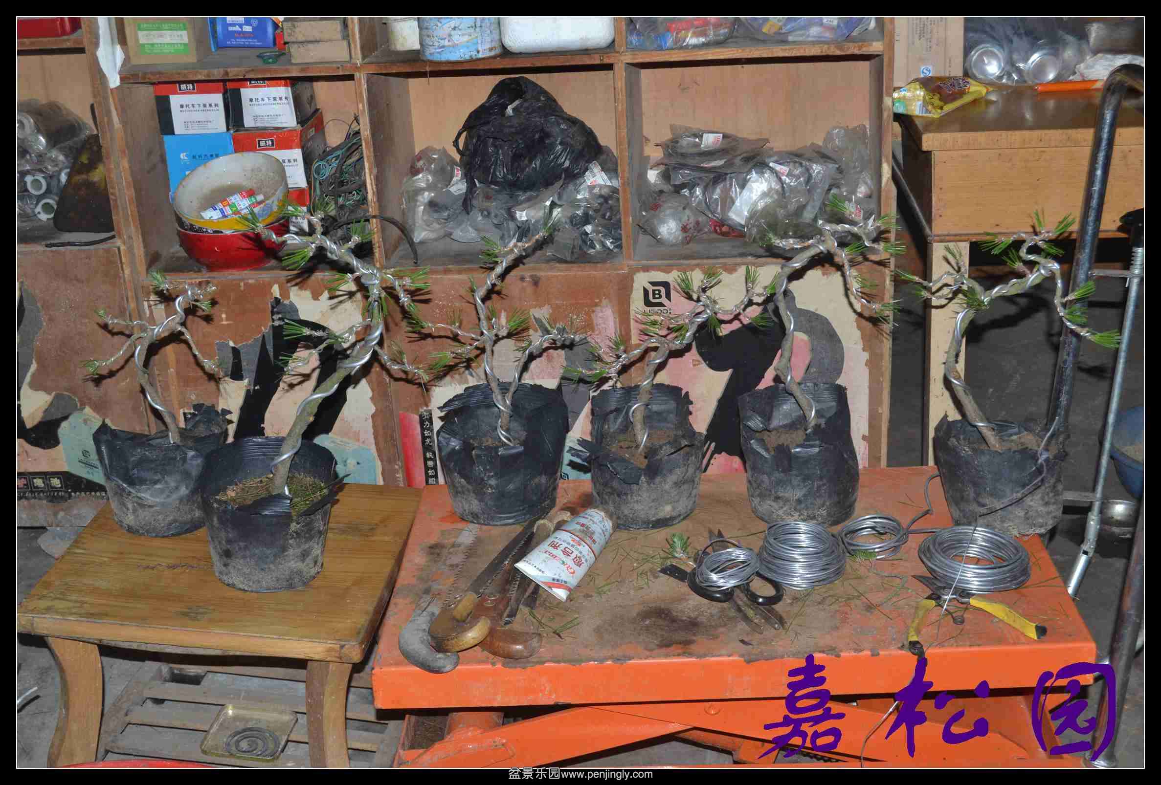 ����С���� 002.JPG