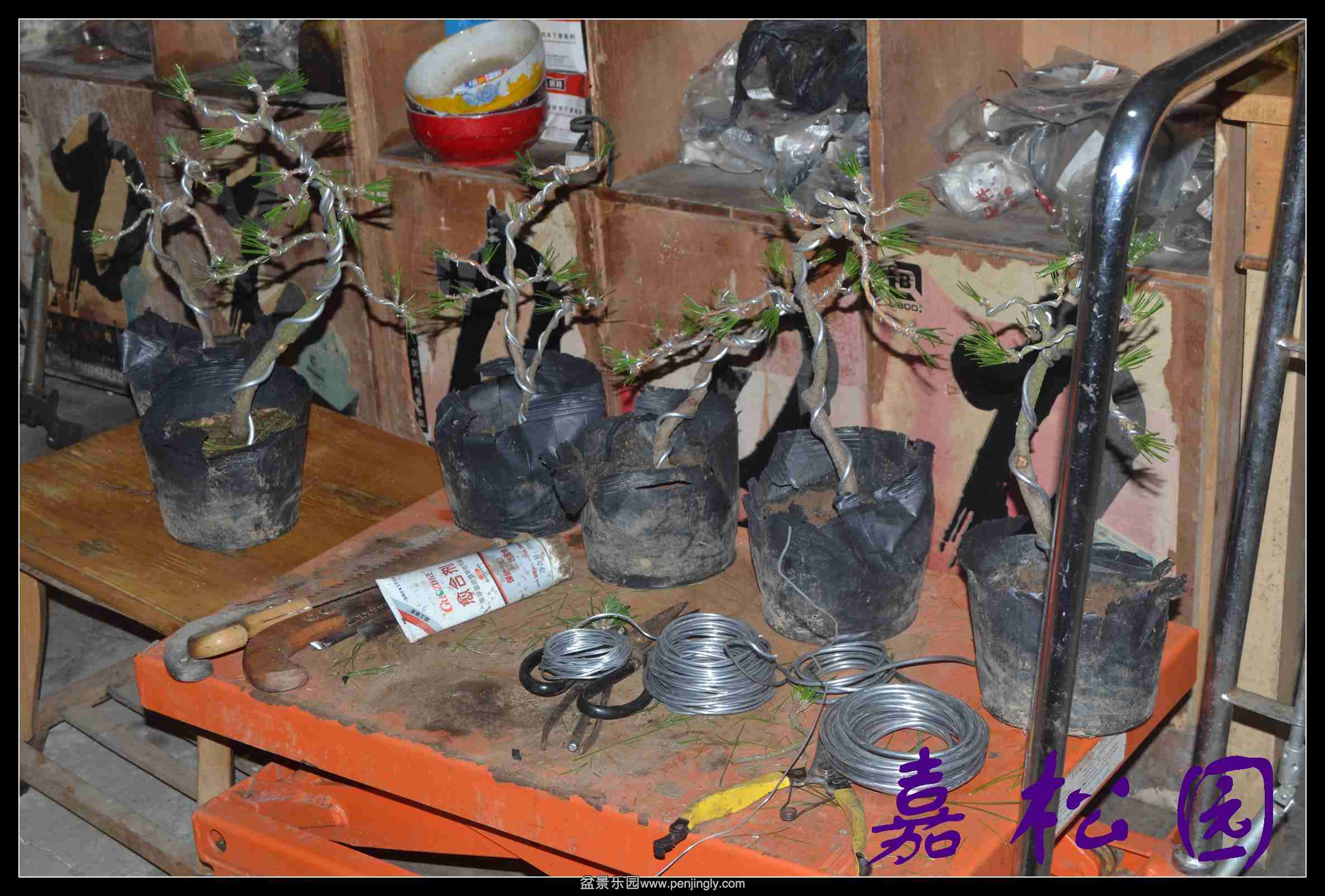 ����С���� 004.JPG