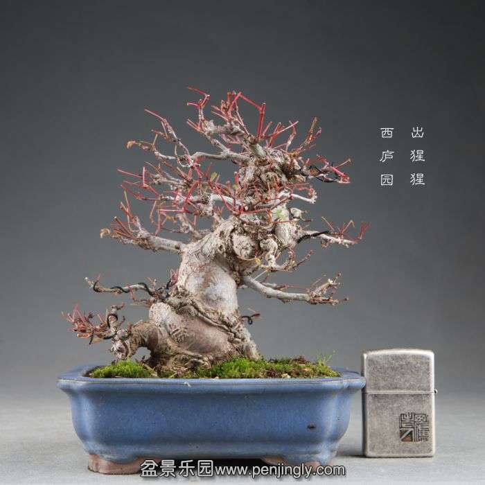 bonsai1408271.jpg