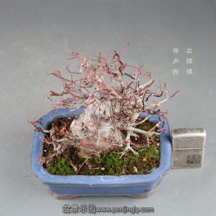bonsai1408272.jpg