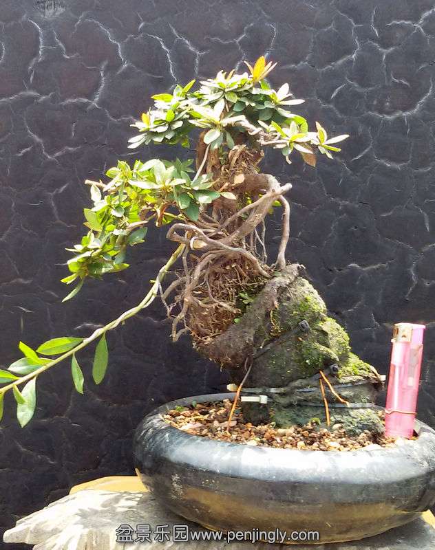 20140828_121333.jpg