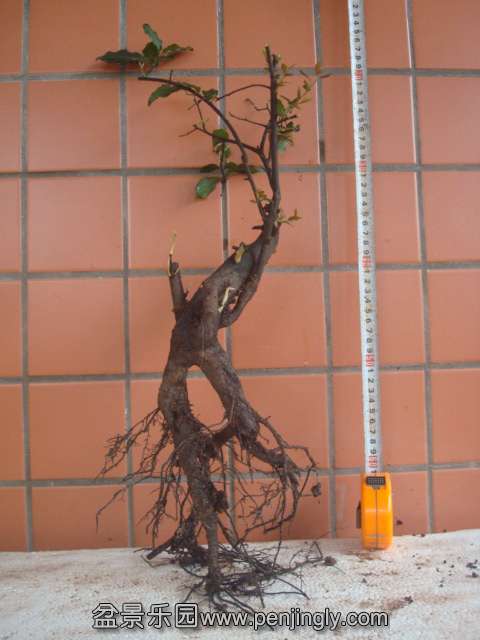 DSC06188.JPG