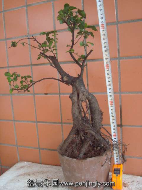 DSC06199.JPG