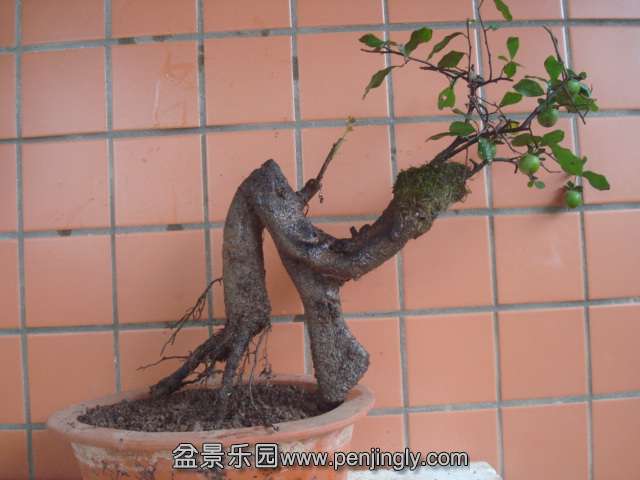 DSC06204.JPG