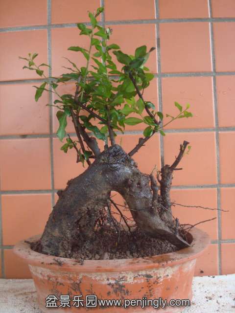 DSC06208.JPG