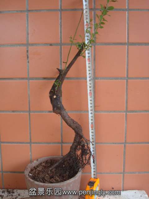 DSC06215.JPG