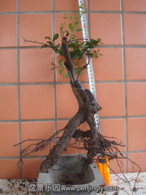 DSC06222.JPG