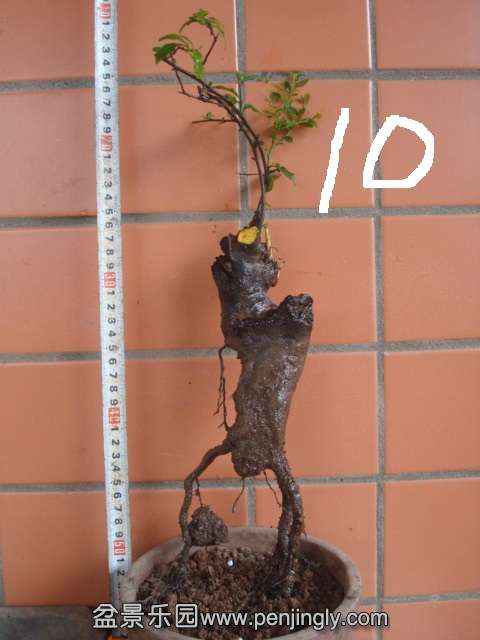 DSC06224.JPG