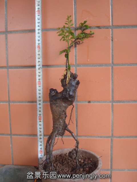 DSC06225.JPG