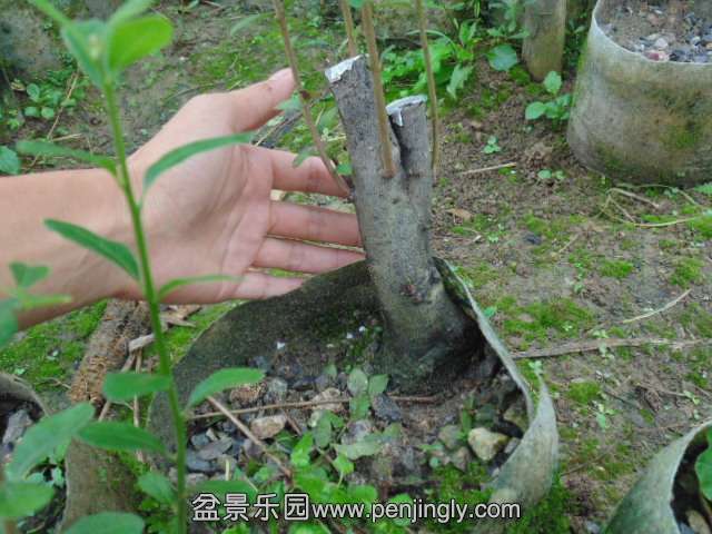 DSC04264.JPG