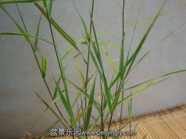 DSC08821.JPG