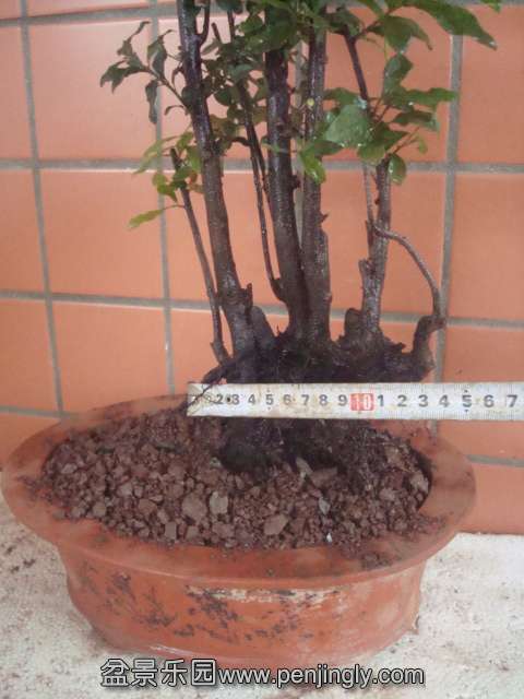 DSC06230.JPG