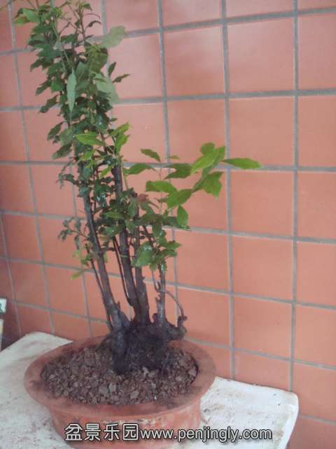 DSC06234.JPG