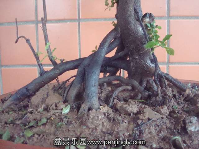 DSC06242.JPG