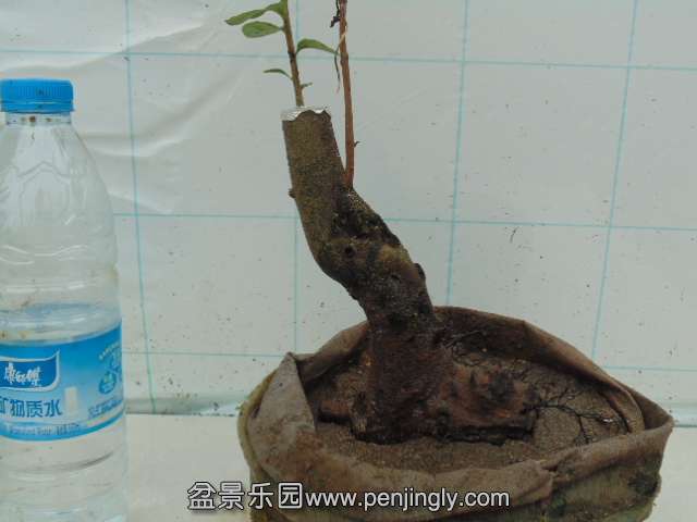 DSC04283.JPG