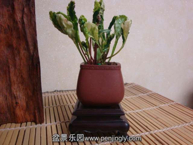 DSC08825.JPG