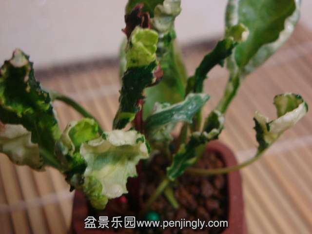 DSC08826.JPG