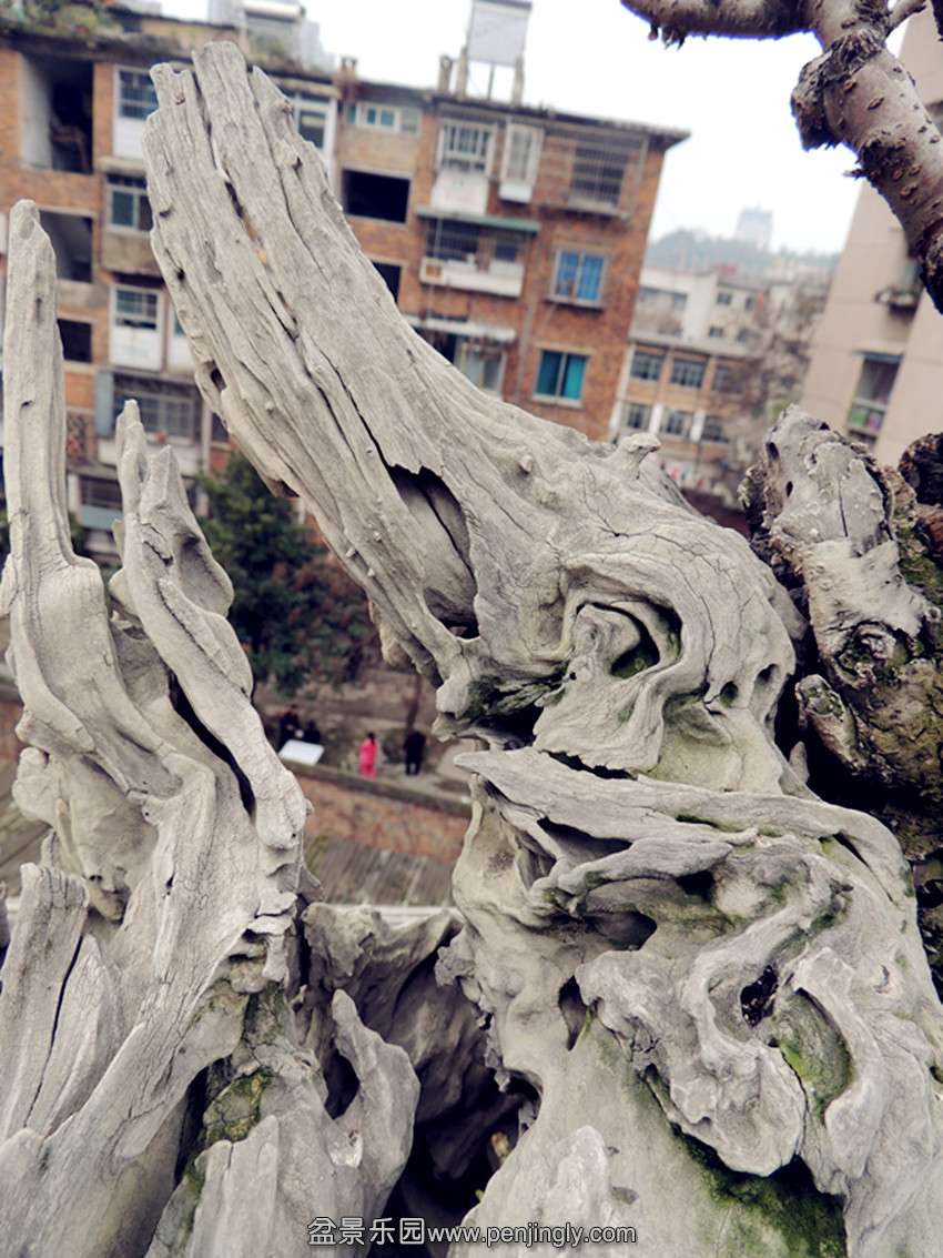 DSCN4095_ת_.jpg