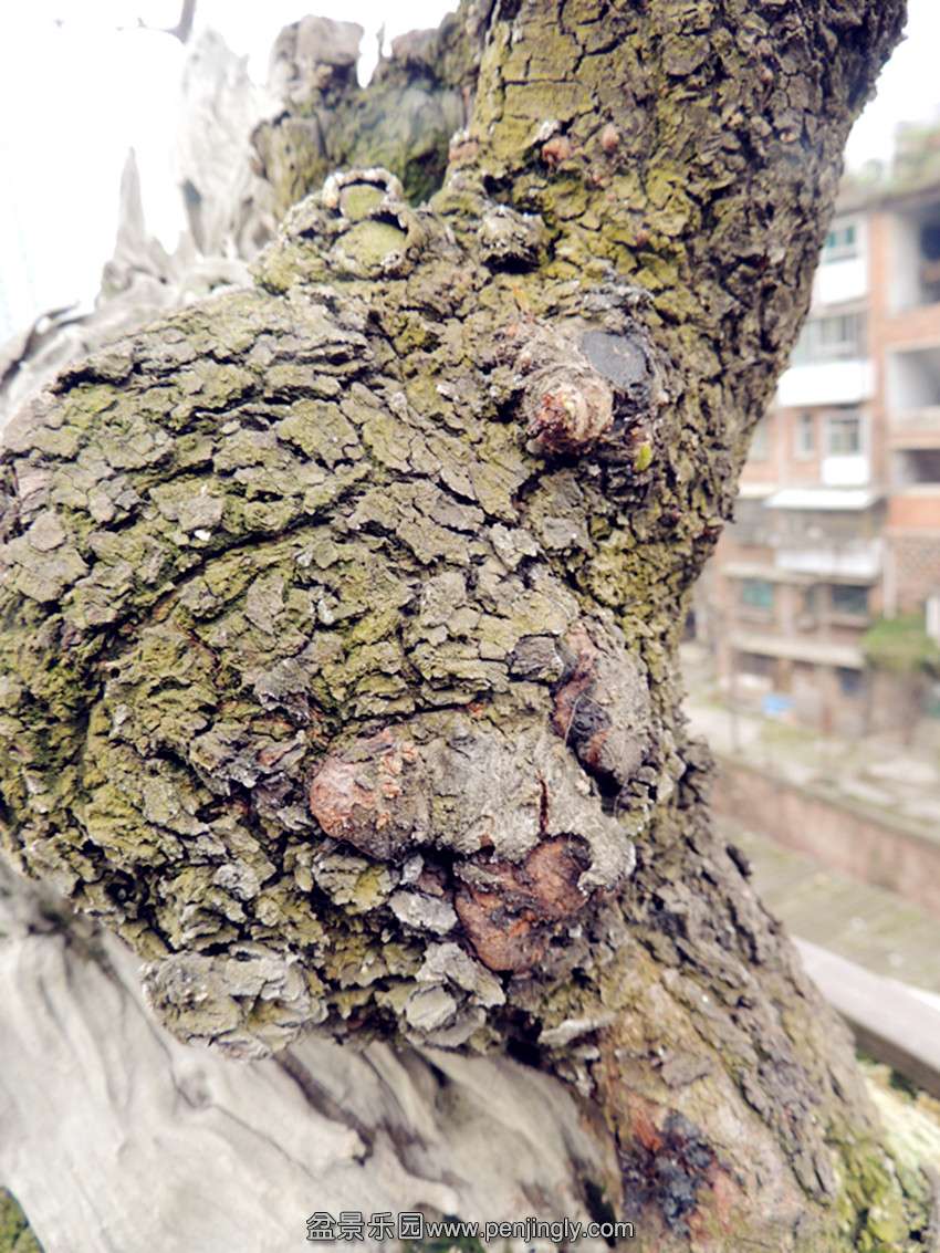DSCN4099_ת_.jpg