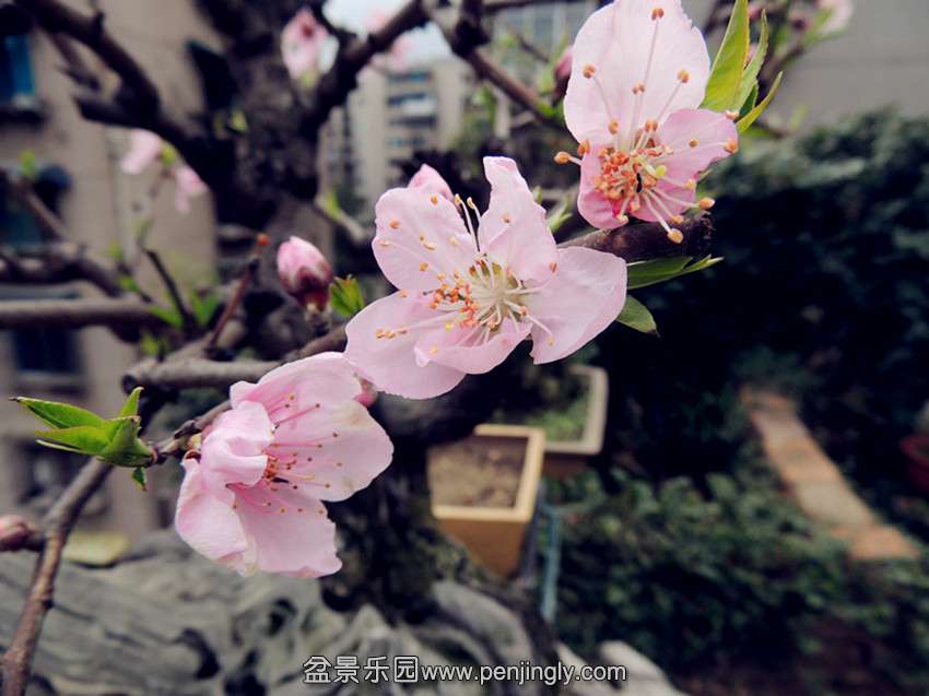 DSCN4154_.jpg