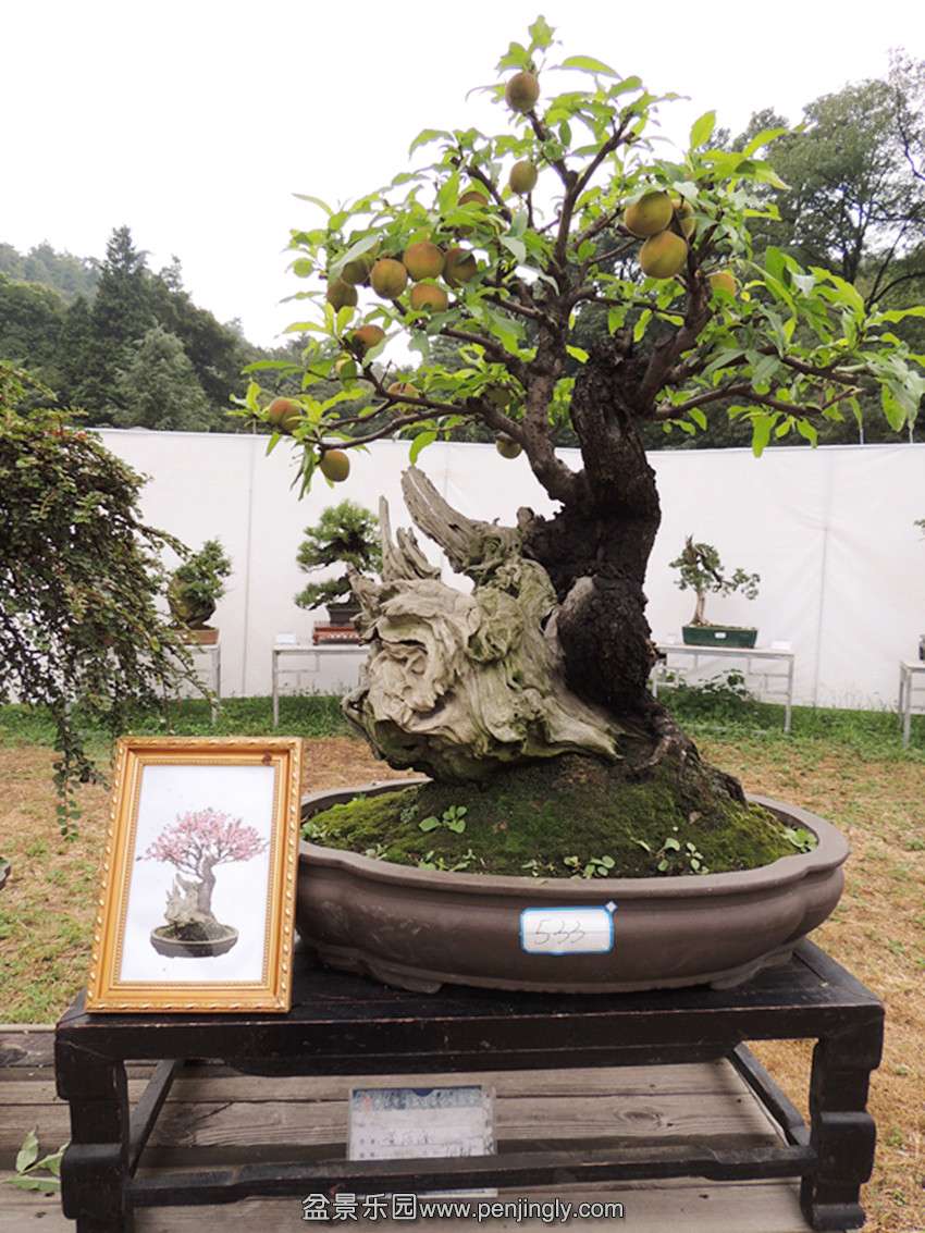 DSCN5932_ת_.jpg