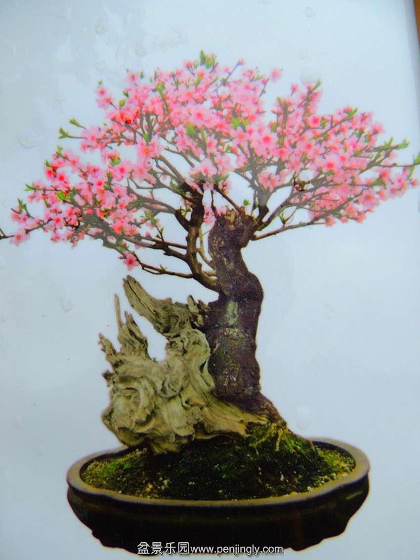 DSCN5942_ת_.jpg