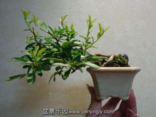 DSC08721.JPG