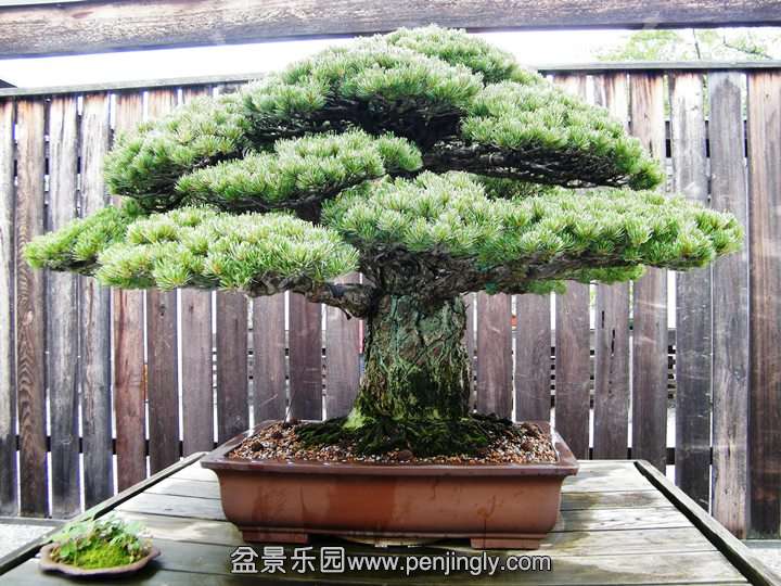 (#5) The Japanese White Pine that survived Hiroshima.jpg