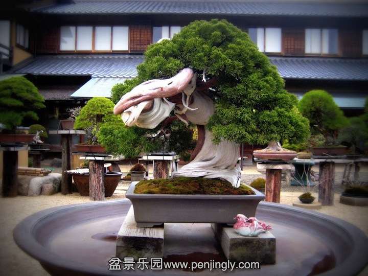 (#4) An 800 year-old Bonsai tree also at Shunkaen.jpg